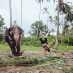 elephant-thailande-poirier-funny-nature