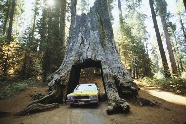 Roger-Steffens-voiture arbre photographie