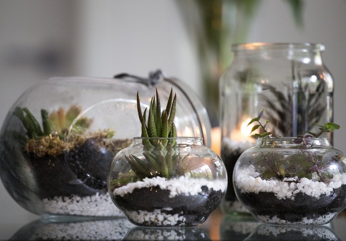 terrarium activite enfant