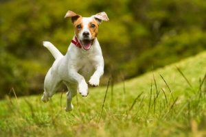 assurance pour chien